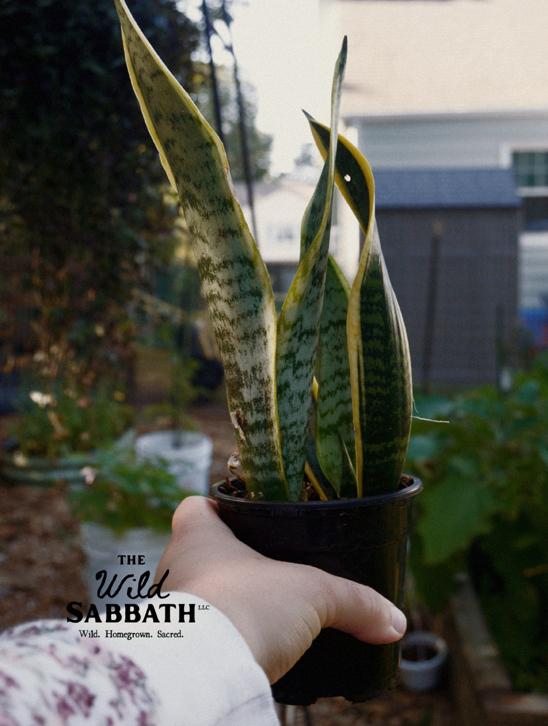 Live Snake Plant 4"