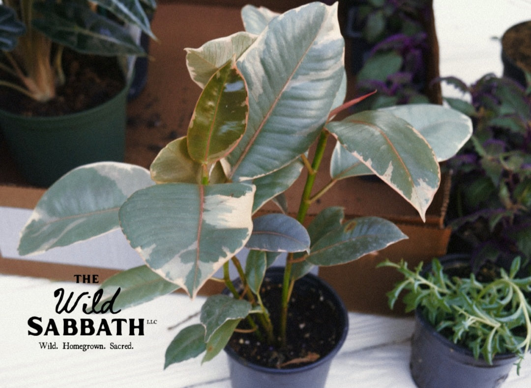 Live Variegated Rubber Tree 4"