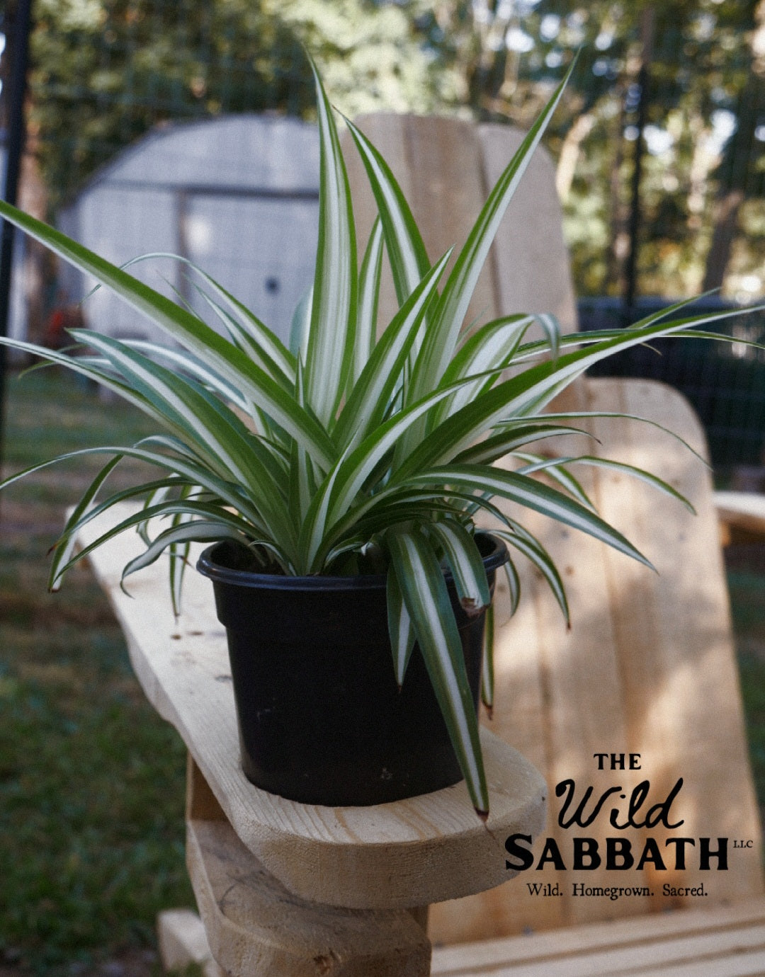 Live Spider Plant 4"