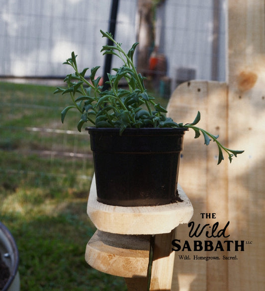 Live String of Dolphins