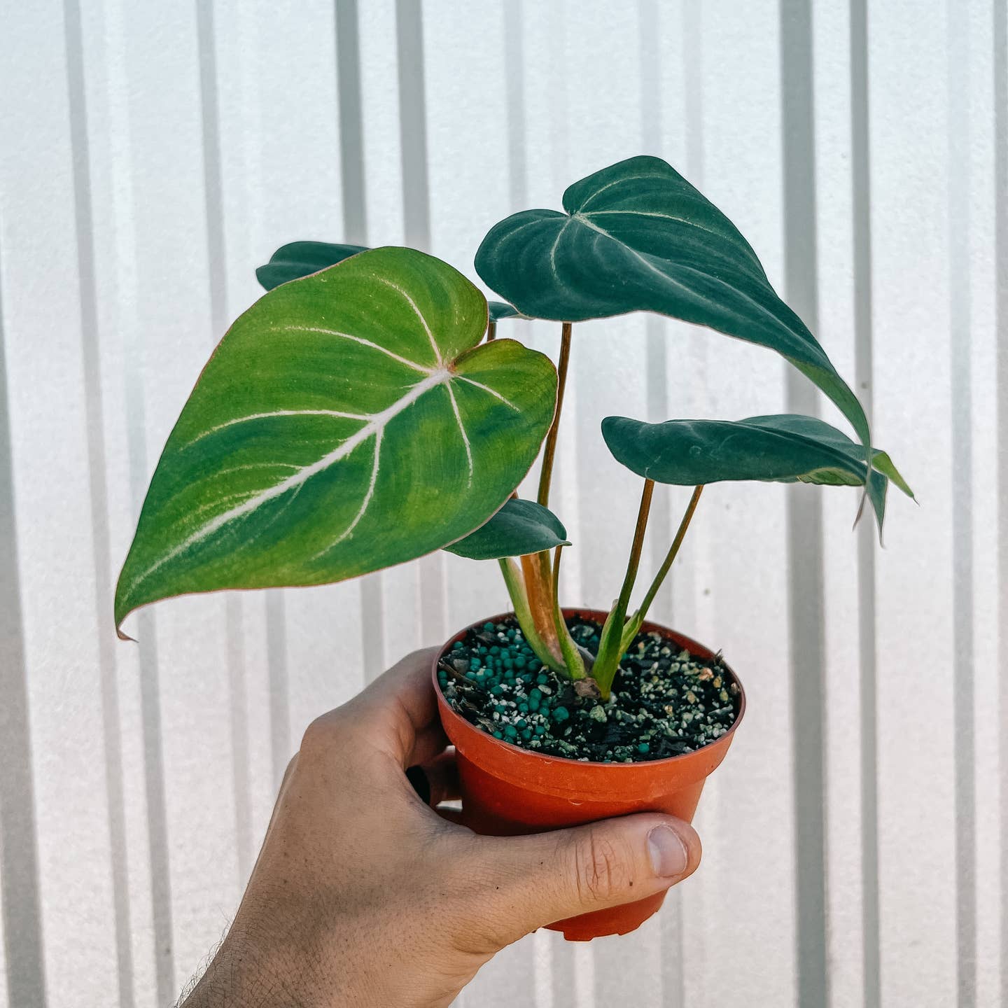 Live Philodendron Gloriosum