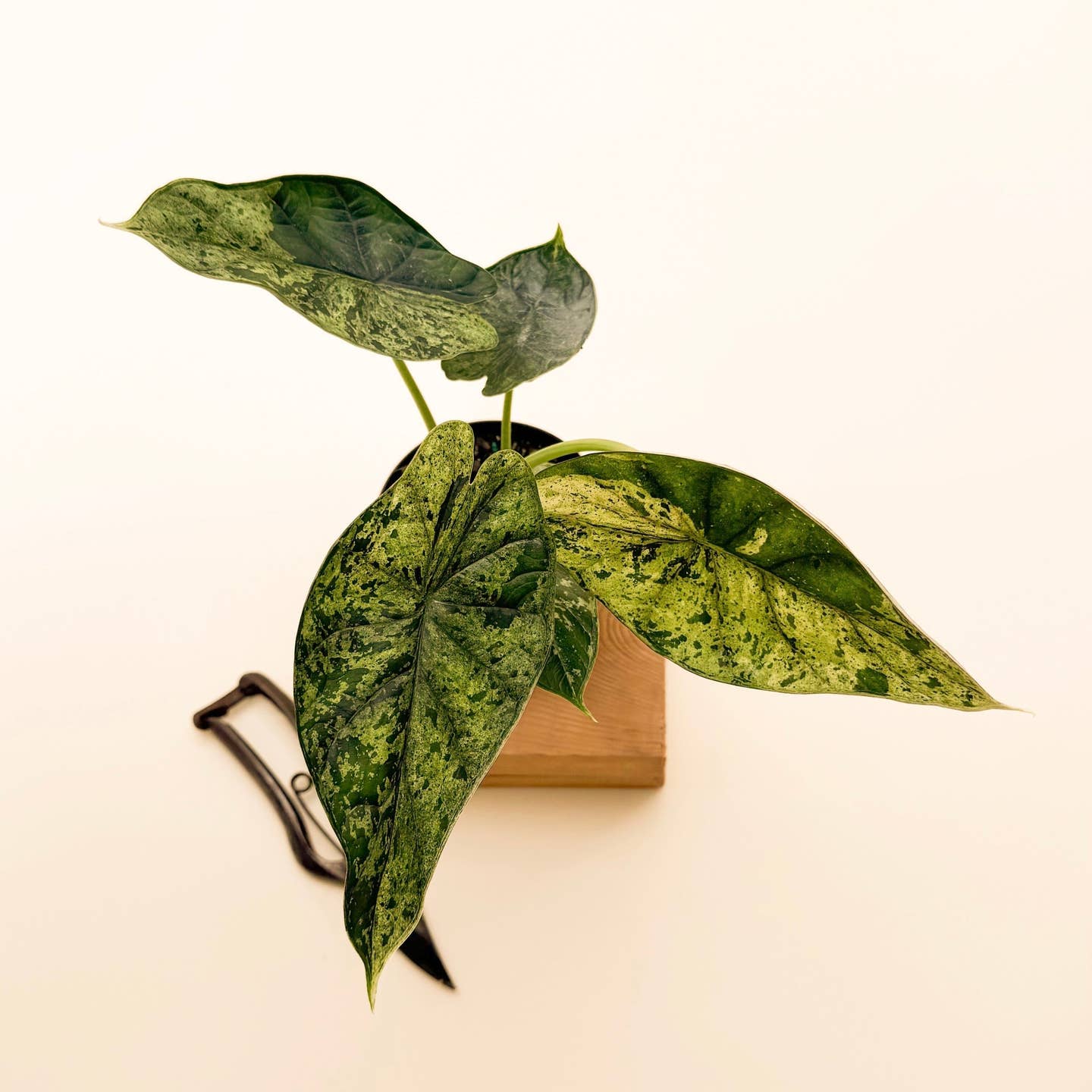 Live RARE Alocasia Dragon Scale Mint