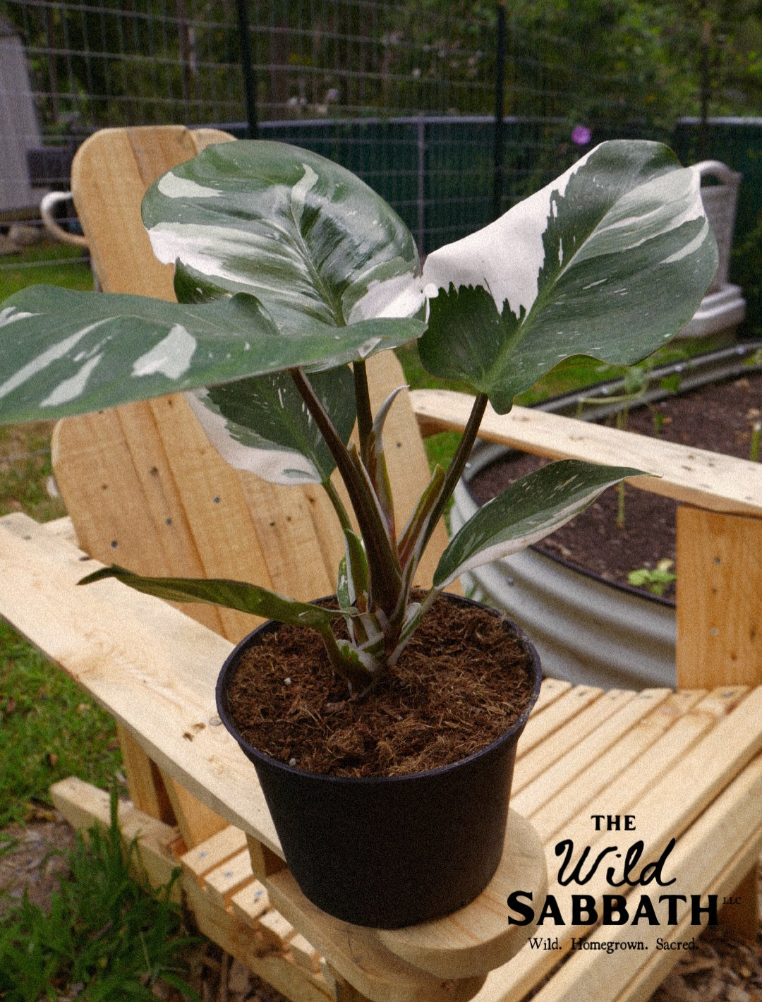 Live White Knight Philodendron