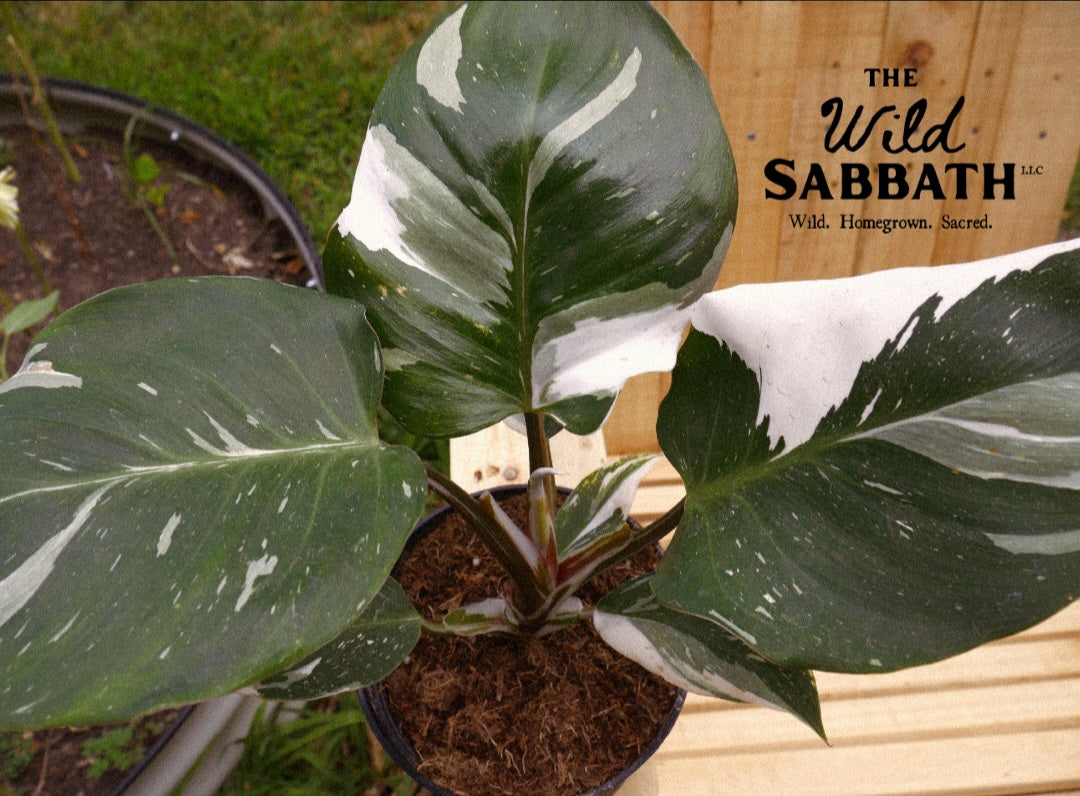 Live White Knight Philodendron