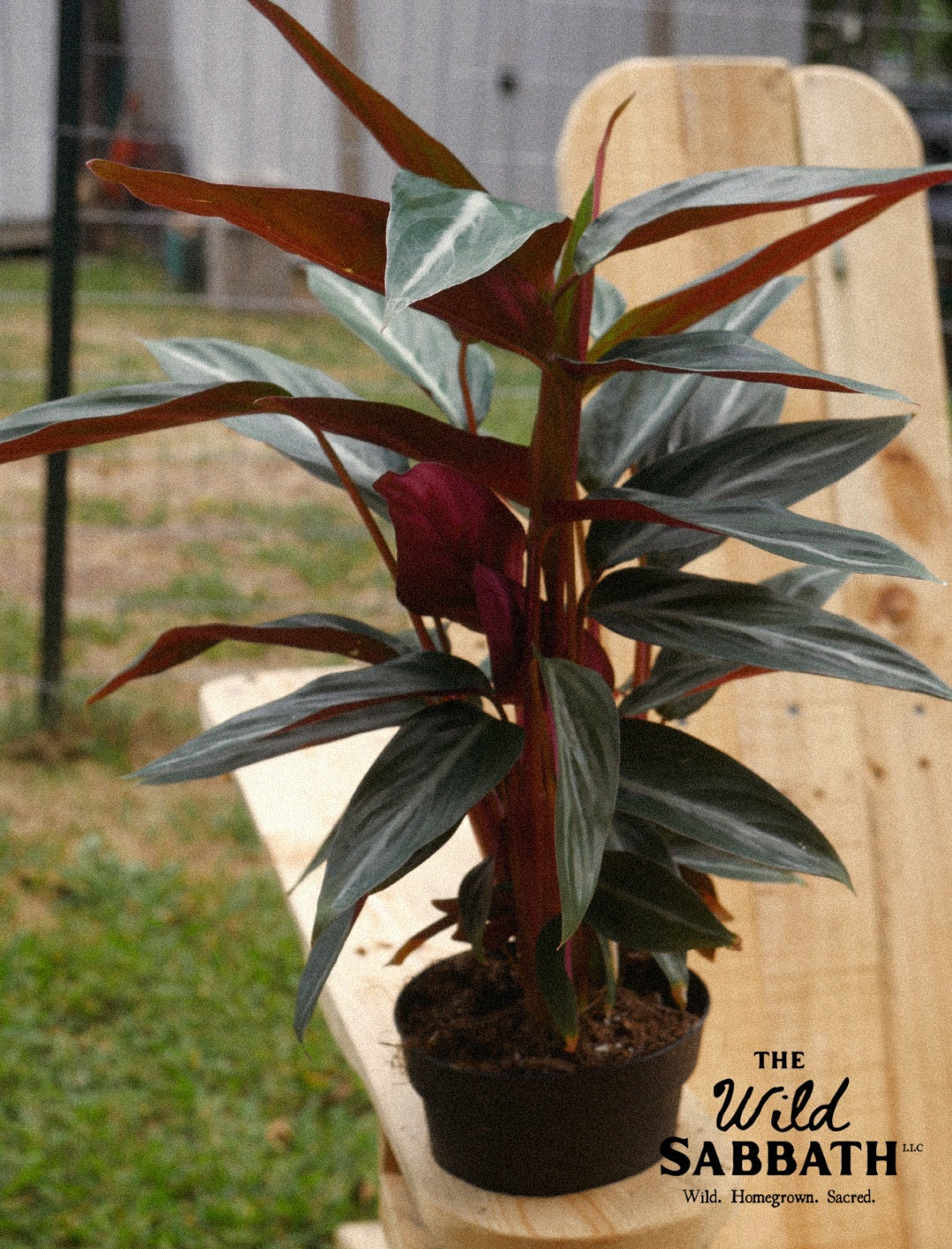 Live Stromanthe Sanguinea