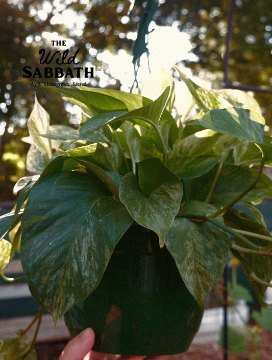 Live Marble Queen Phothos