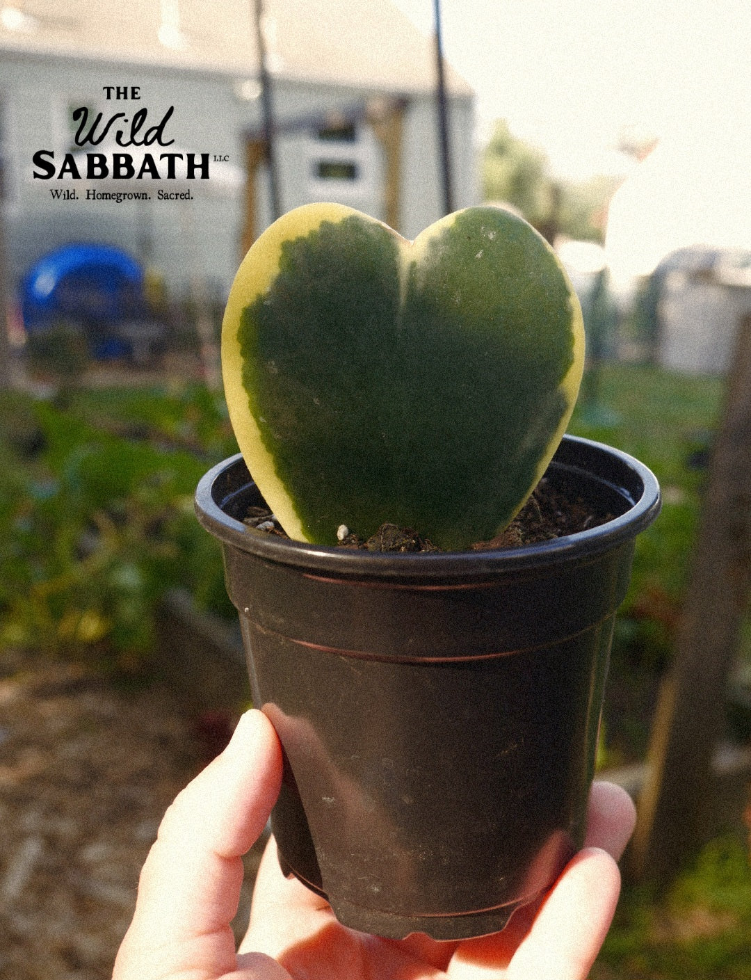 Live Variegated Hoya Heart