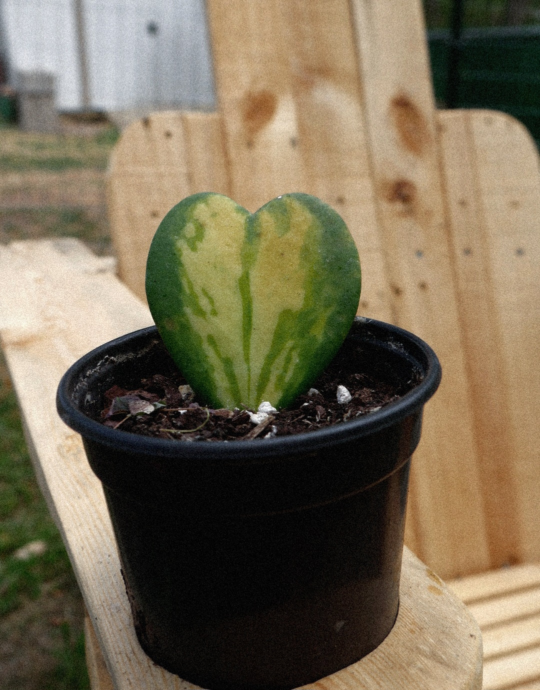 Live Variegated Hoya Heart