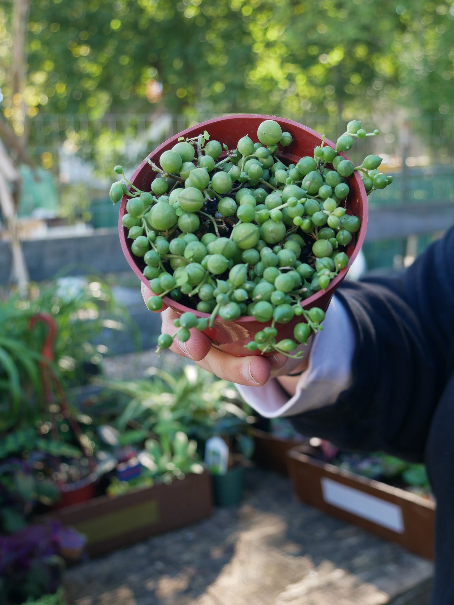 Live String of Pearls