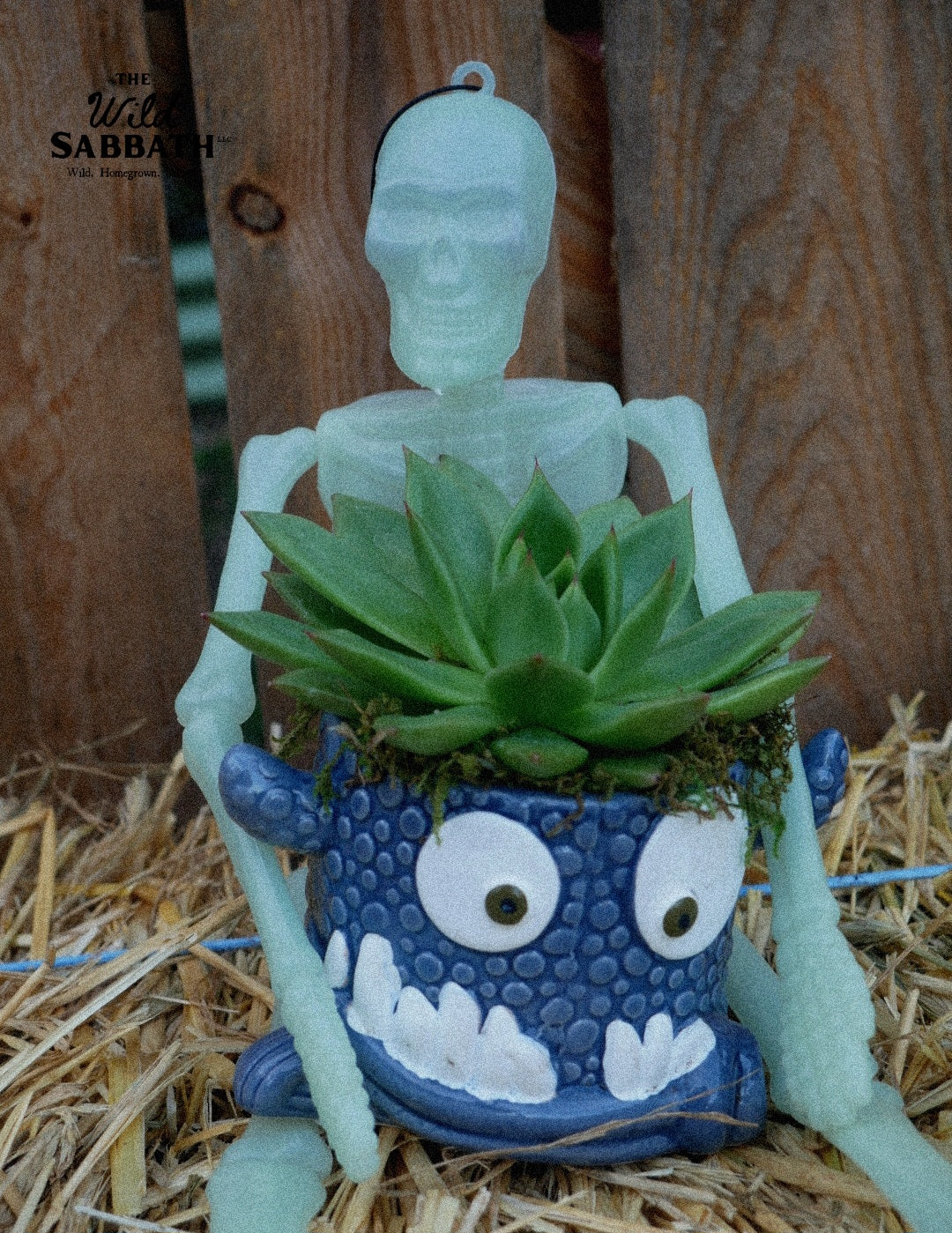 Live Halloween Snaggletooth Succulent