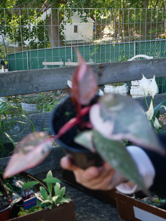 Live Rare Galaxy Pink Princess Philodendron