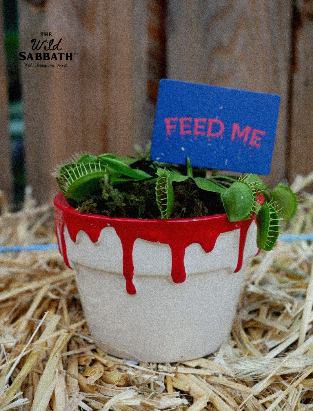 Live Halloween Venus Fly Trap