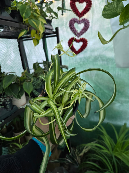 Live Curly Spider Plant
