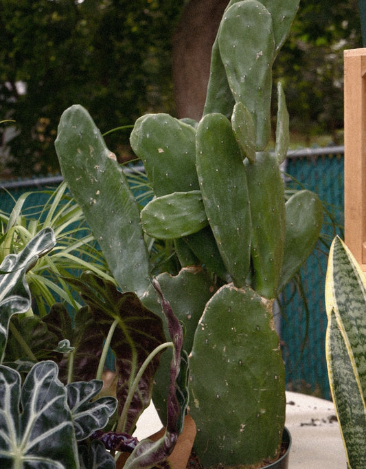 Live Italian Cactus