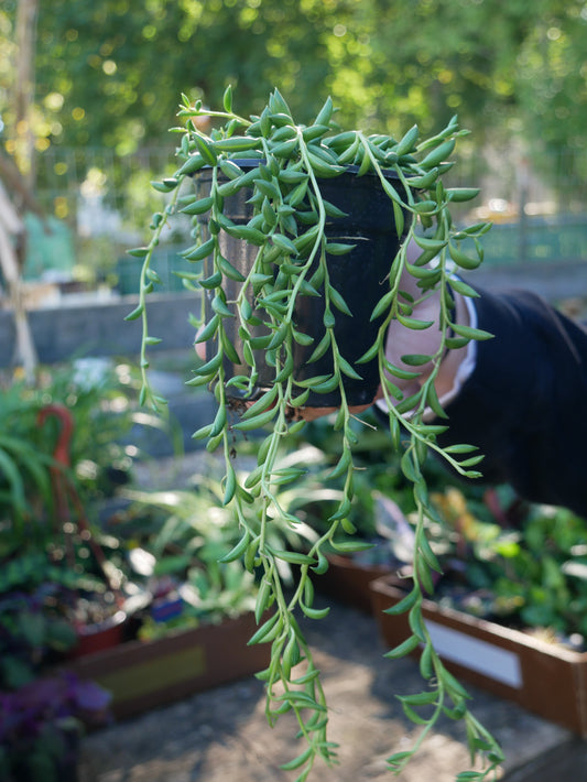 Live String of Bananas