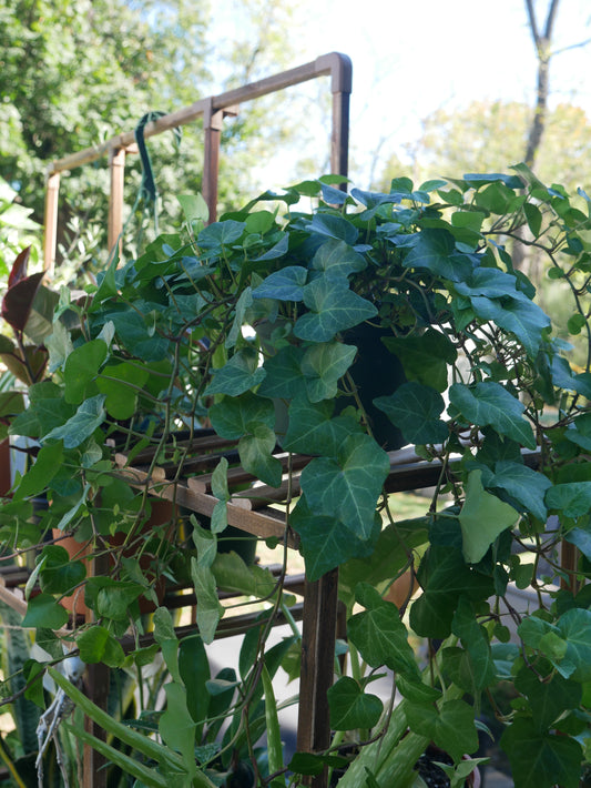 Live Green Ivy