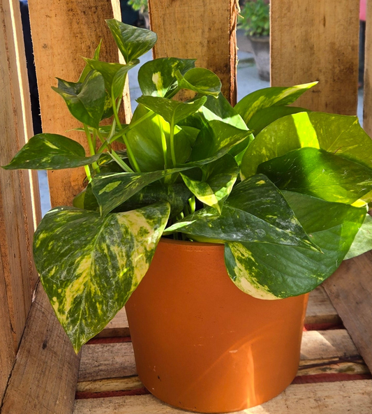 Live Tabletop Pothos