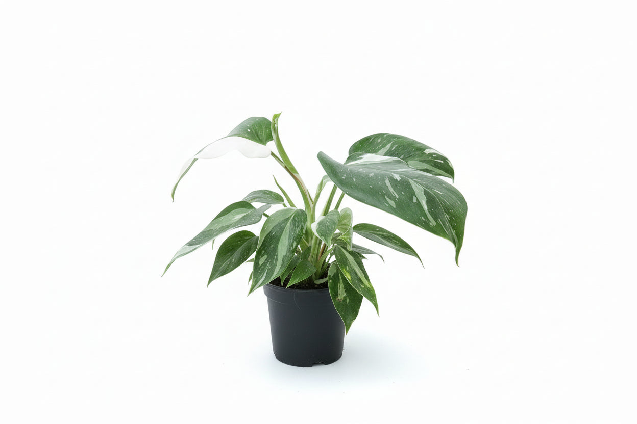 Live White Princess Philodendron