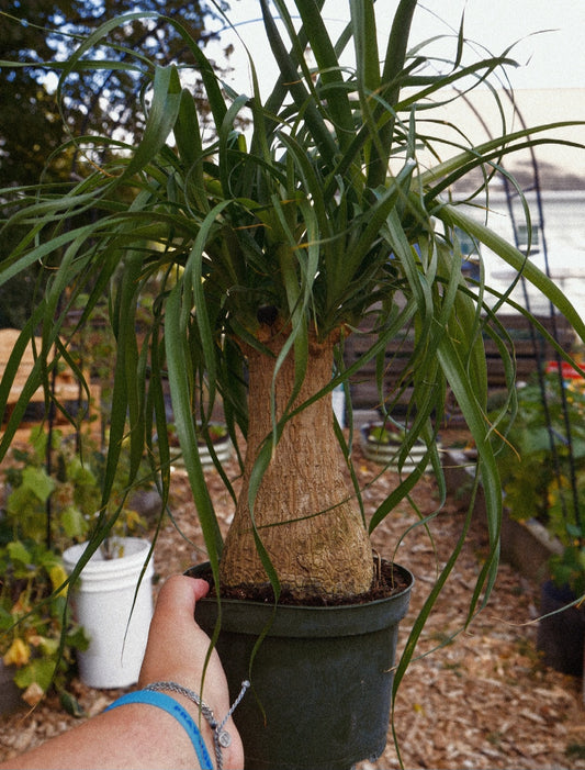 Live Ponytail Palm Plant