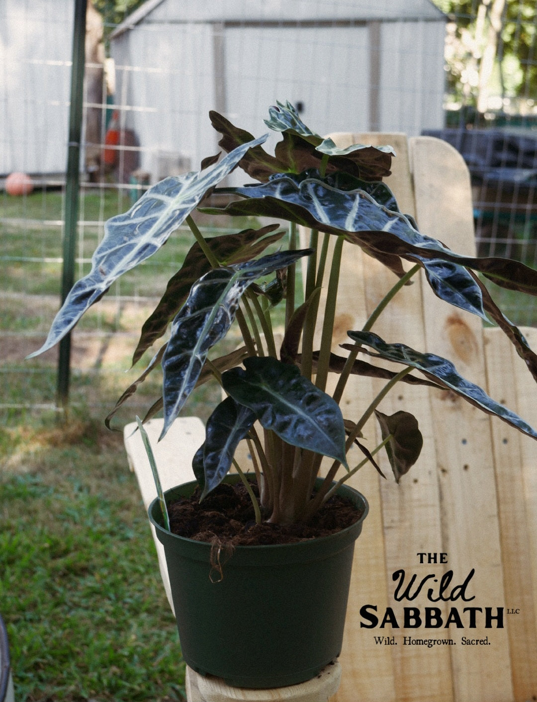 Live Alocasia Polly