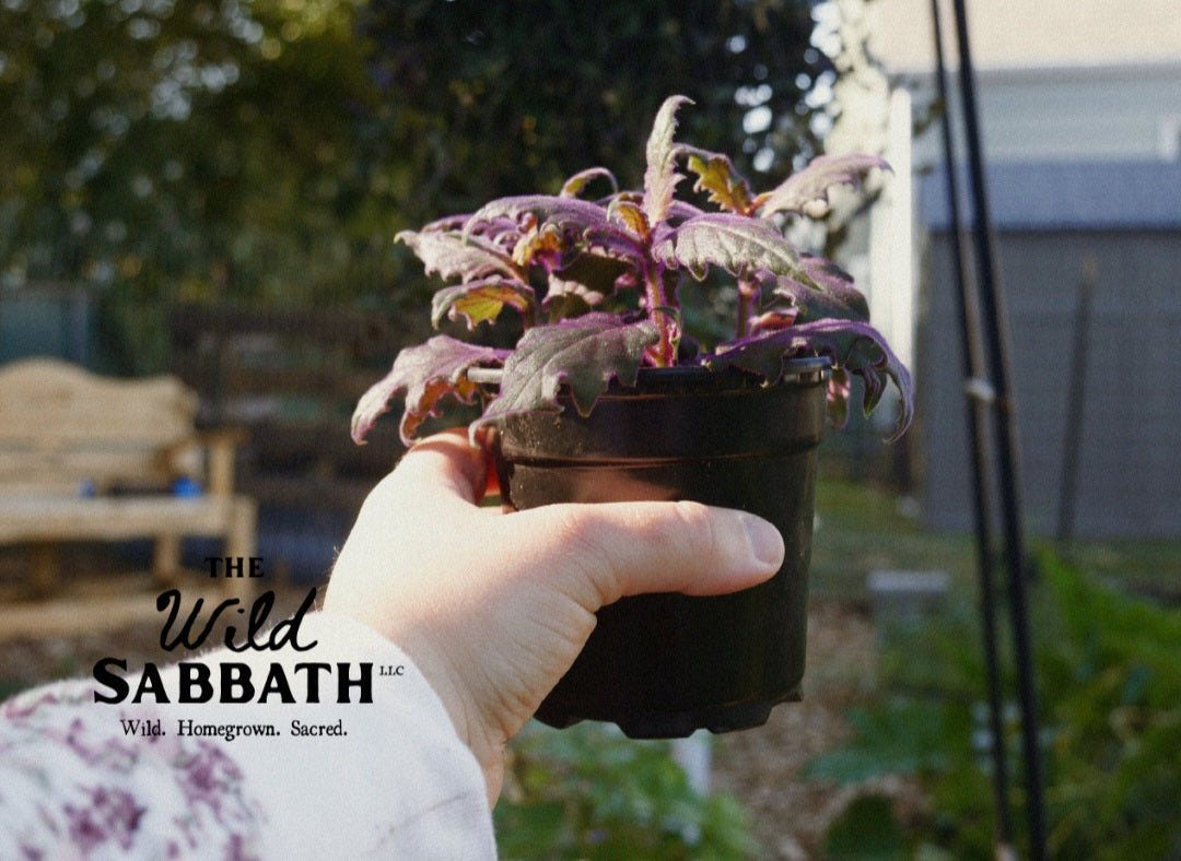 Live Purple Passion Plant 4"