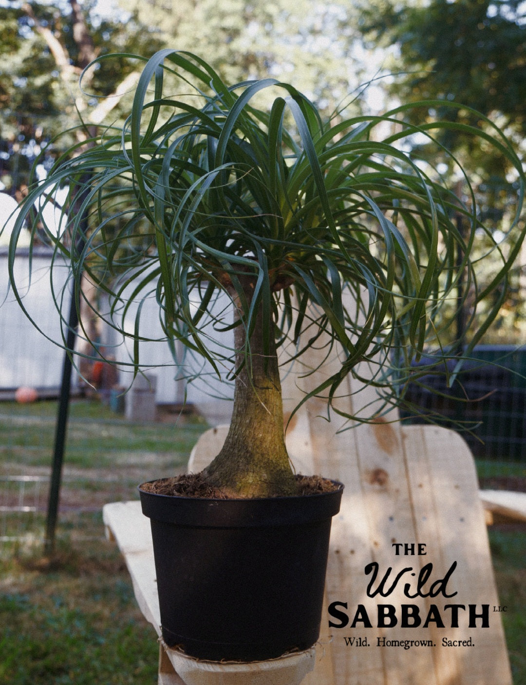Live Ponytail Palm Plant