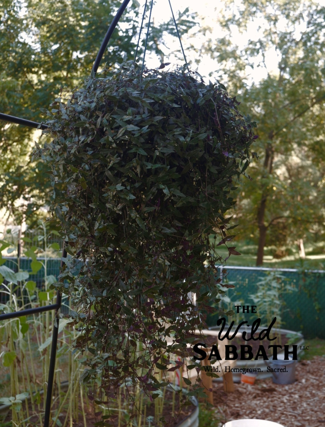 Live Bridal Veil Plant