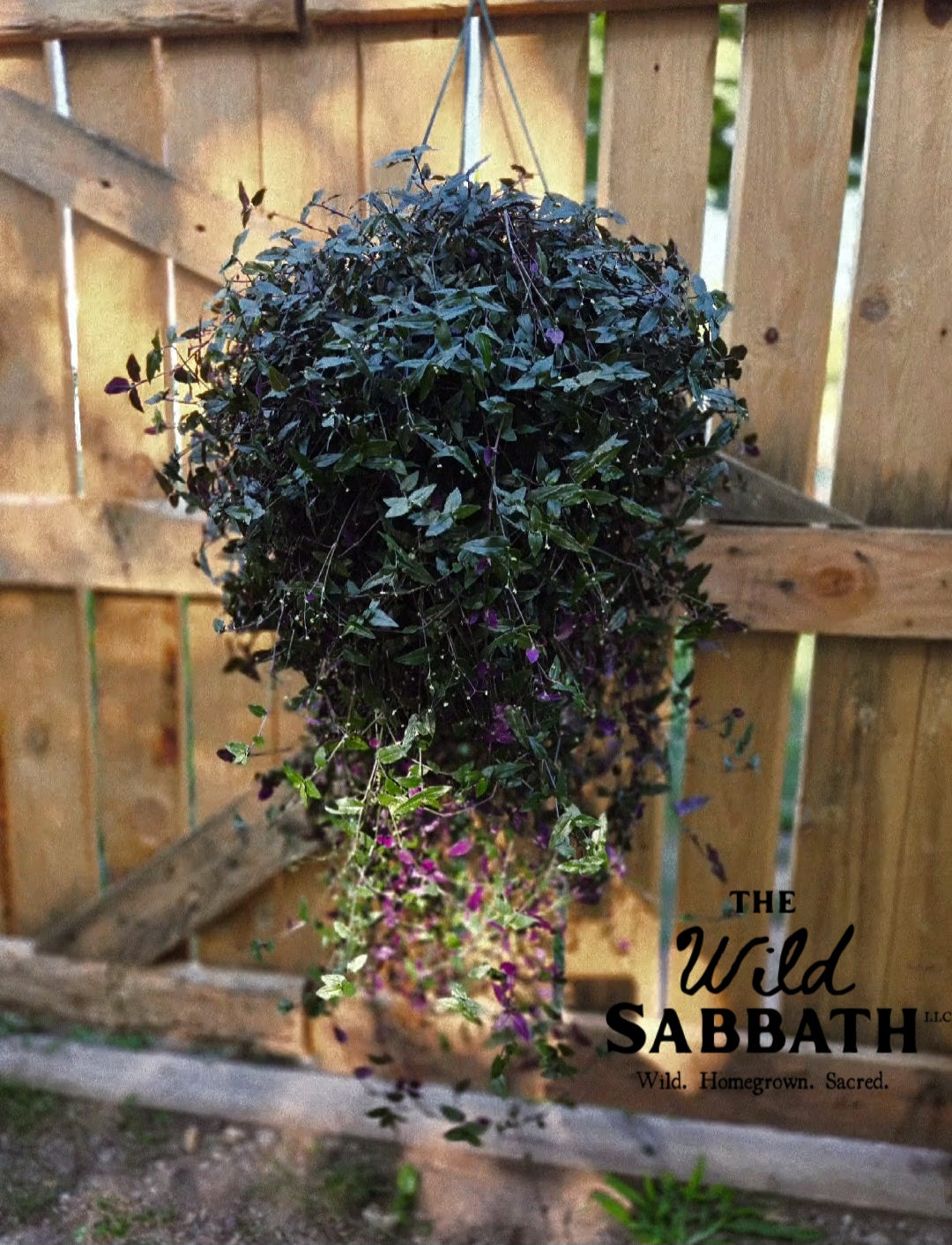 Live Bridal Veil Plant