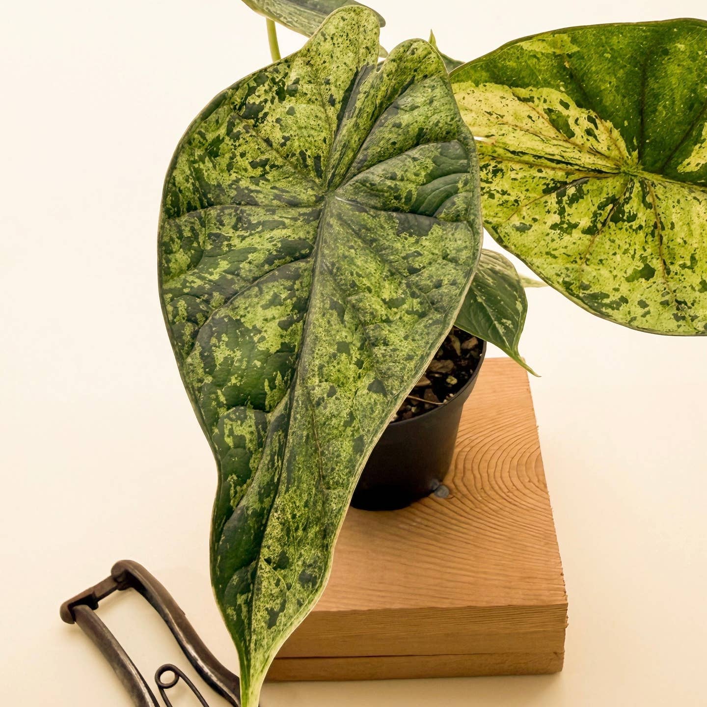 Live RARE Alocasia Dragon Scale Mint