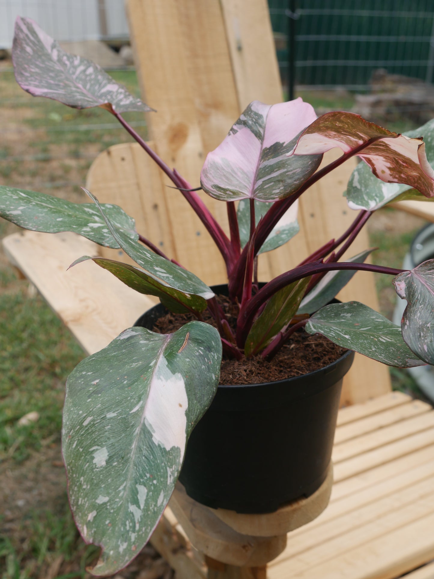 Live Pink Princess Philodendron