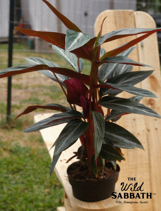 Live Stromanthe Sanguinea