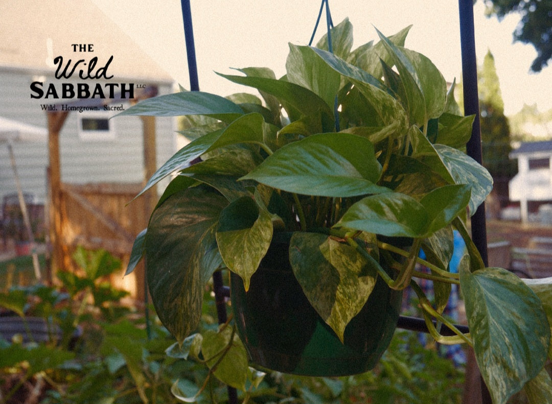 Live Marble Queen Phothos
