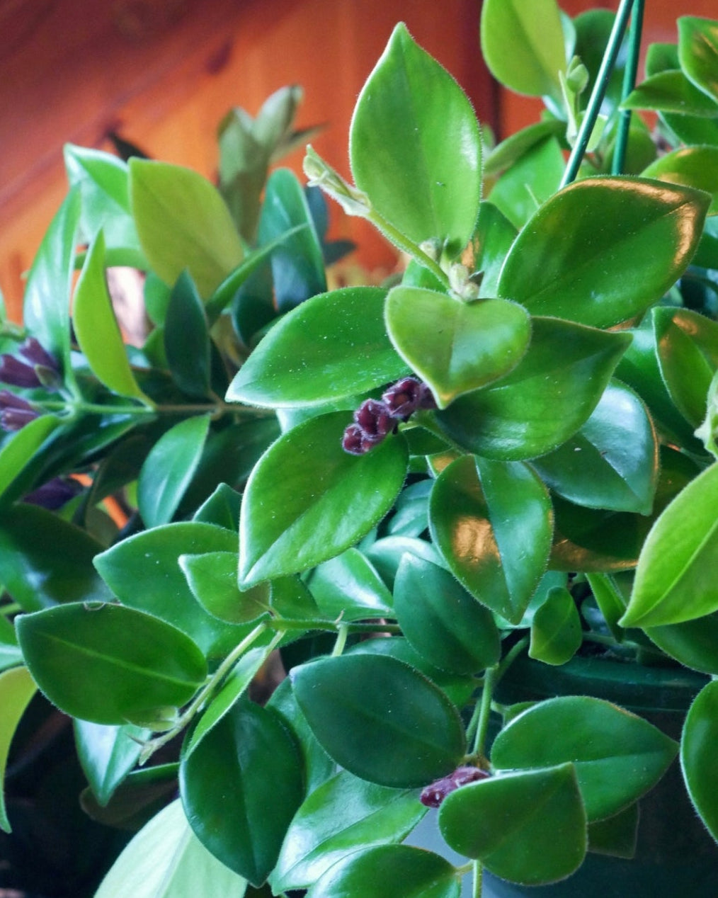 Live Hanging Lipstick Plant