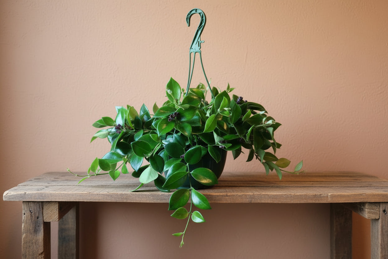 Live Hanging Lipstick Plant