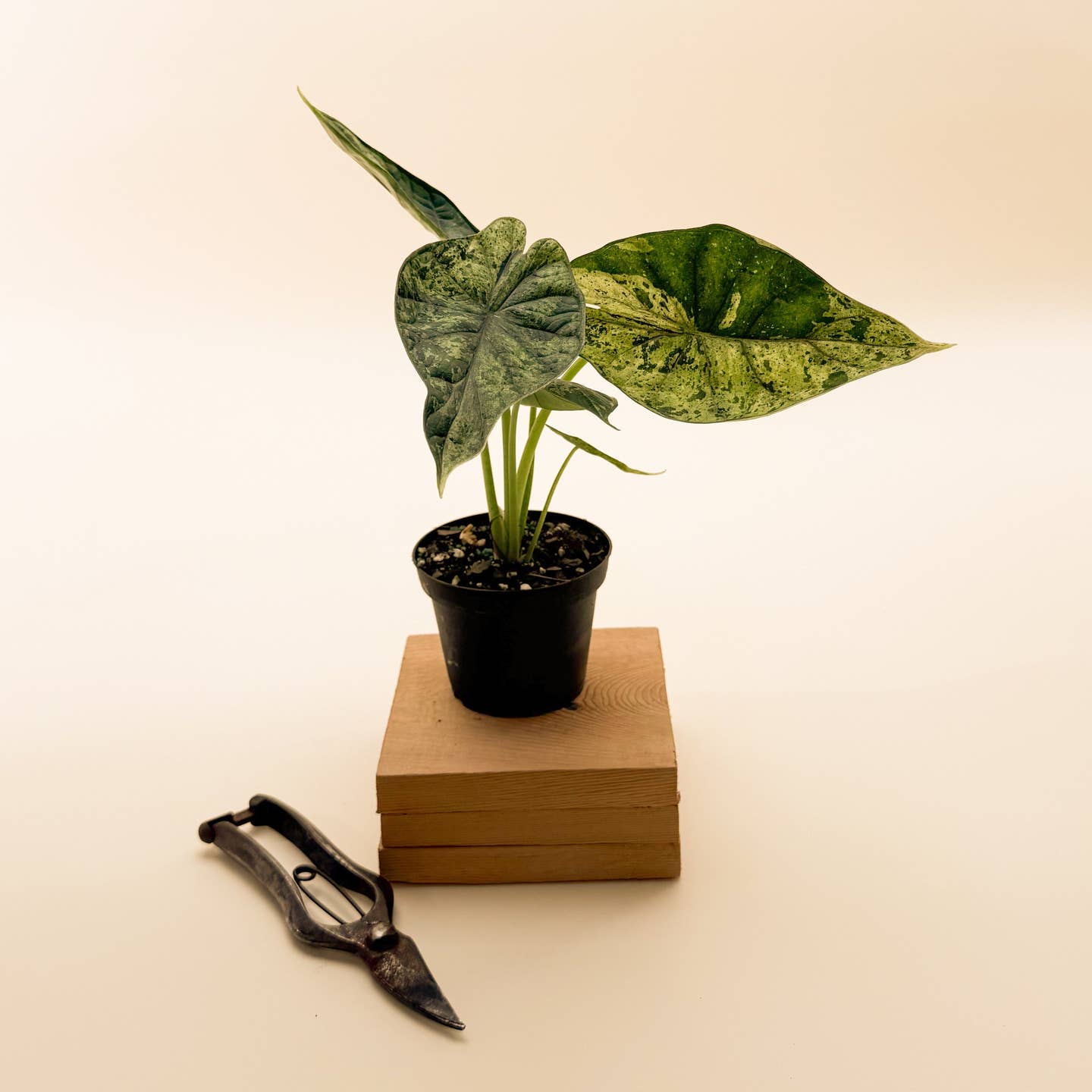 Live RARE Alocasia Dragon Scale Mint