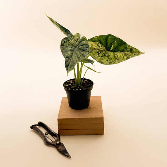 Live RARE Alocasia Dragon Scale Mint