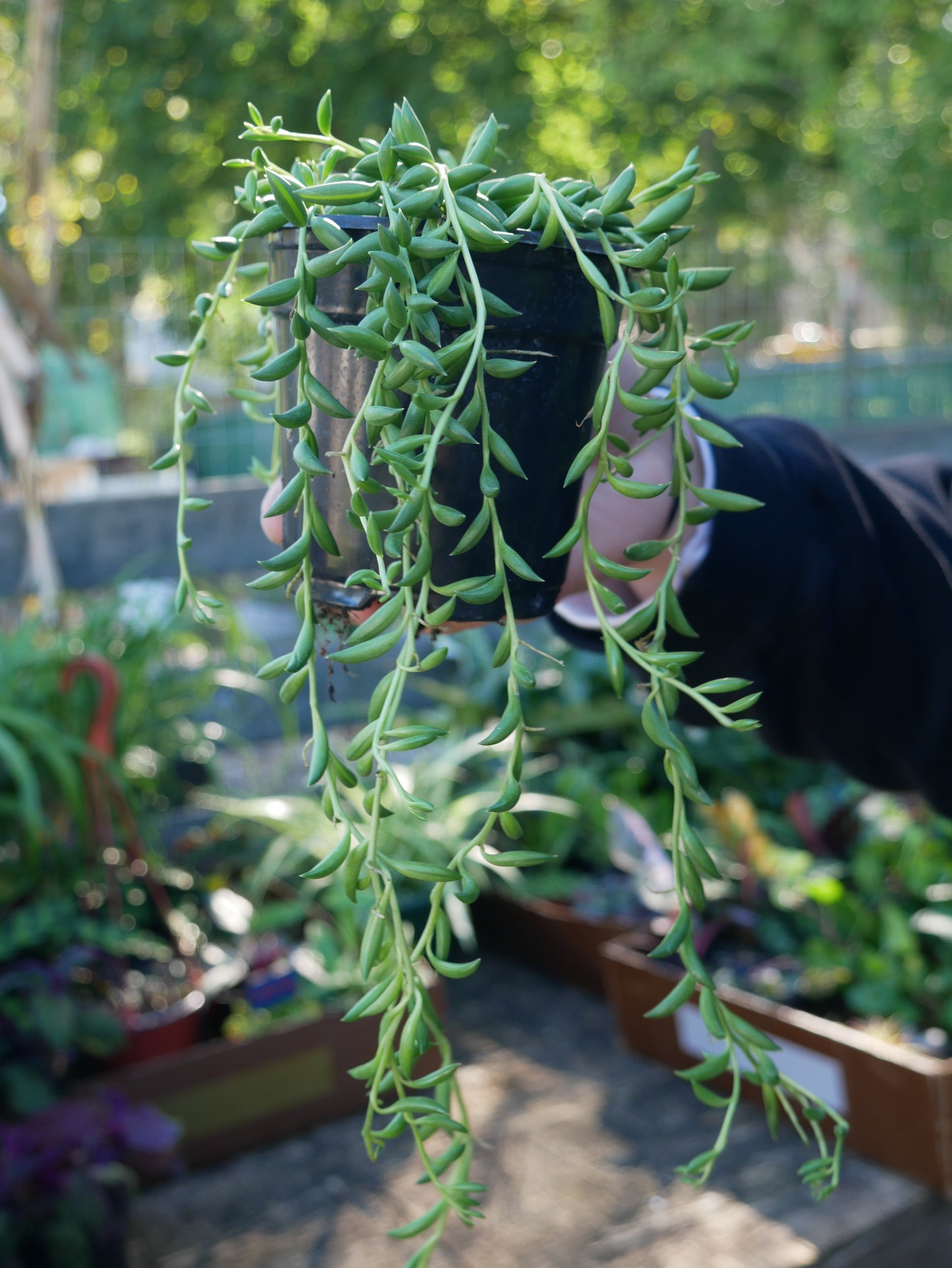 Live String of Bananas