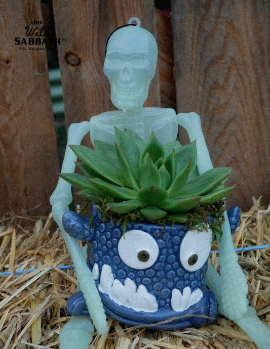 Live Halloween Snaggletooth Succulent