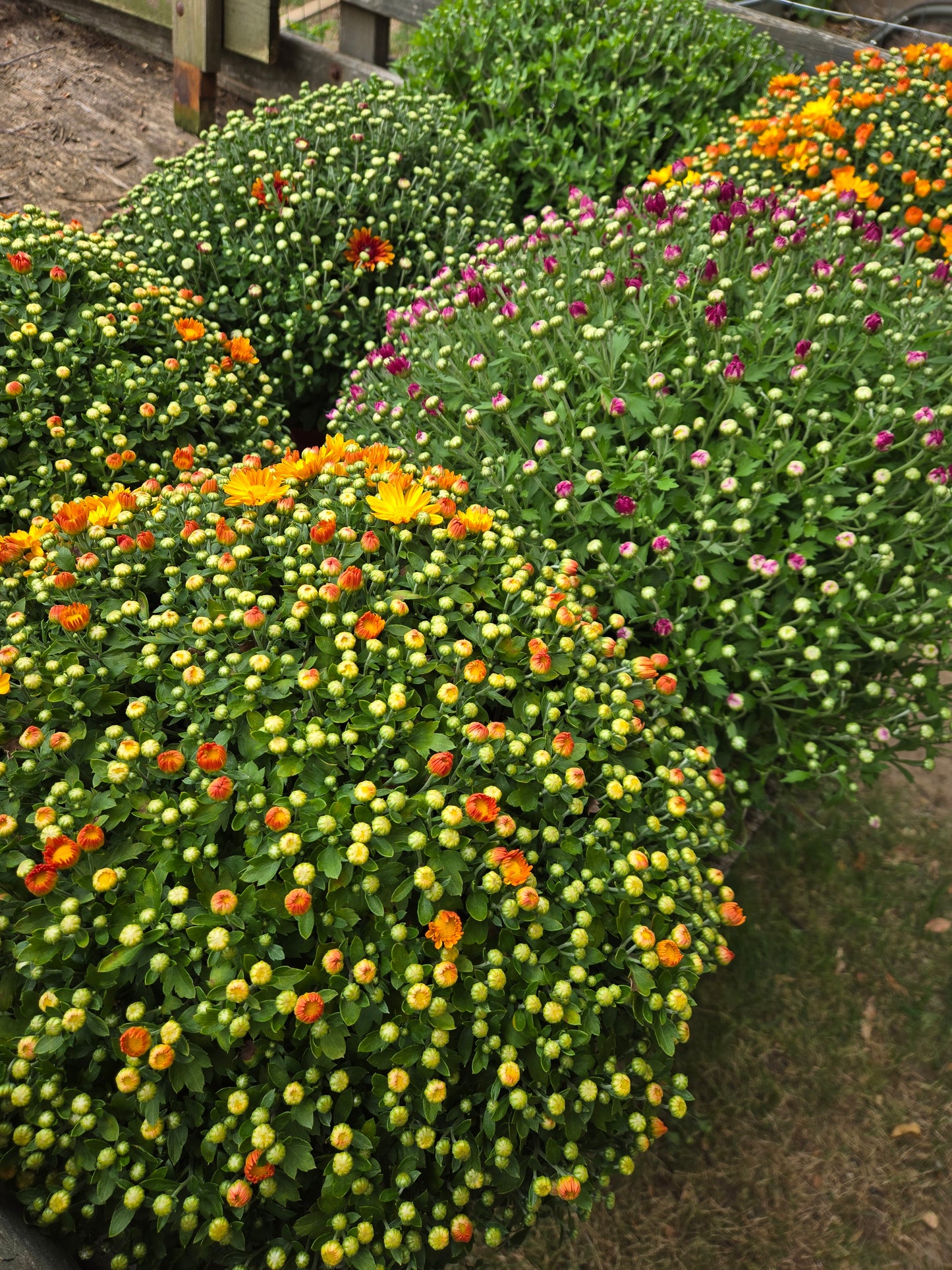 Live 8" Fall Mums