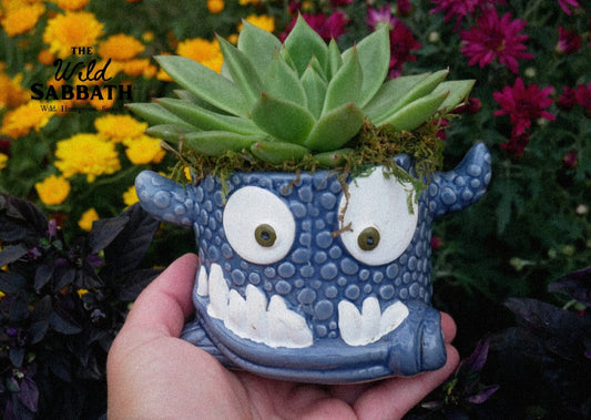 Live Halloween Snaggletooth Succulent
