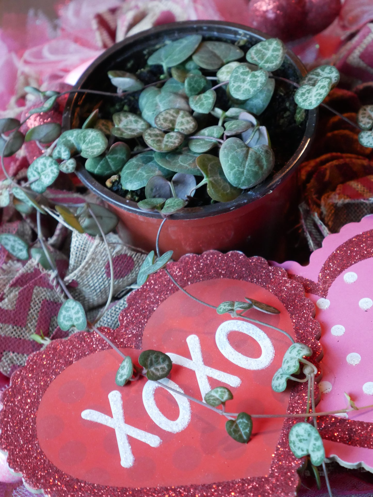 Live String of Hearts Succulent