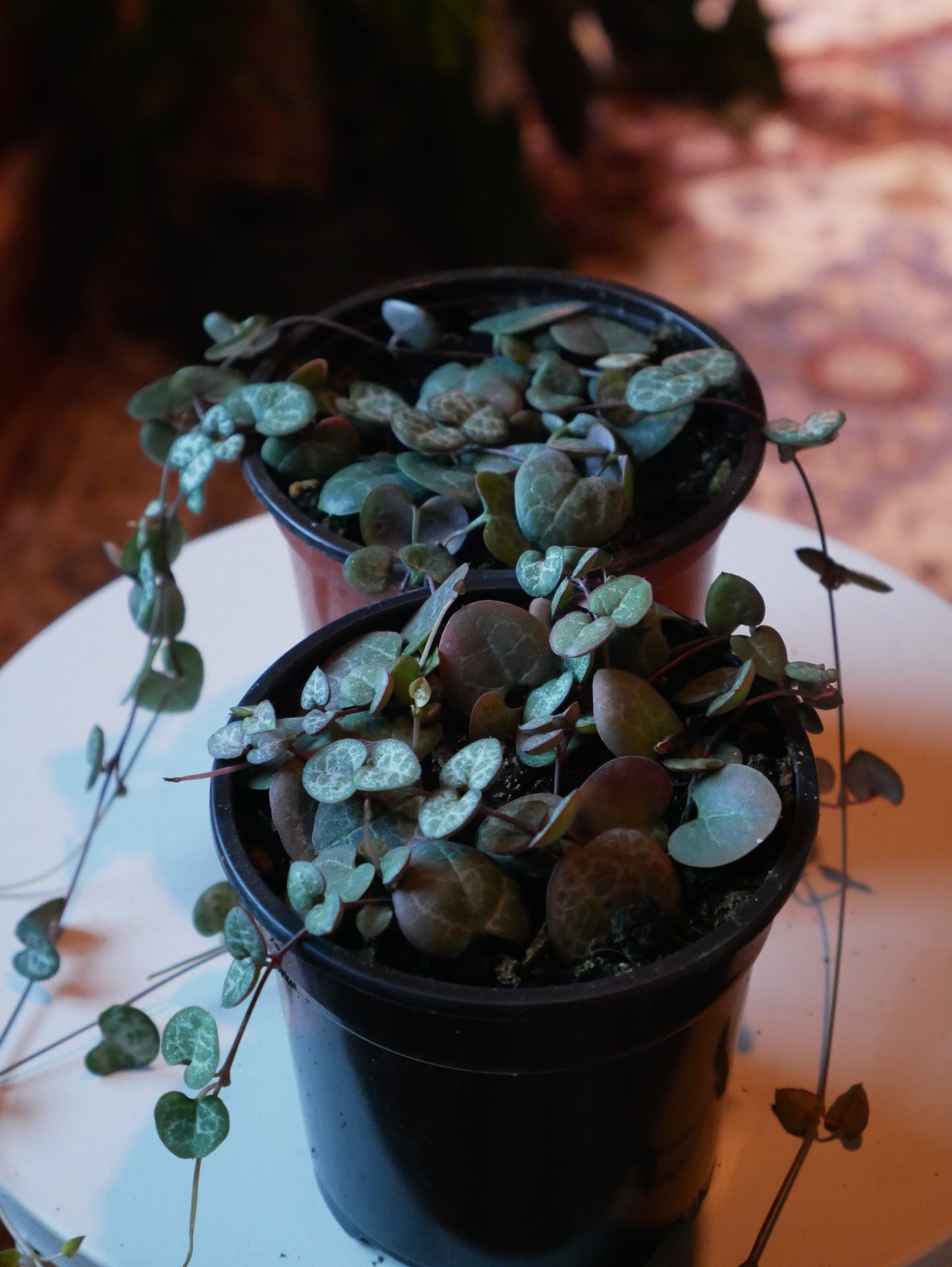 Live String of Hearts Succulent