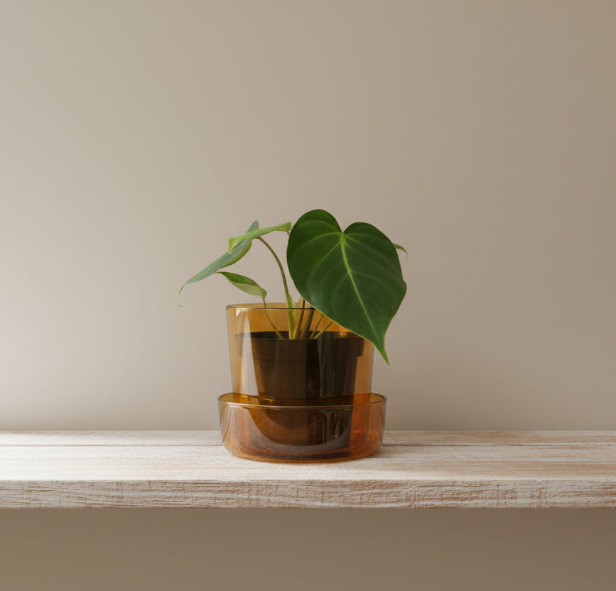 Amber Glass Pot with Saucer