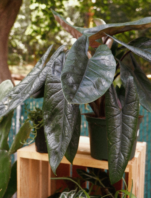 Live Alocasia Scalprum Wentii