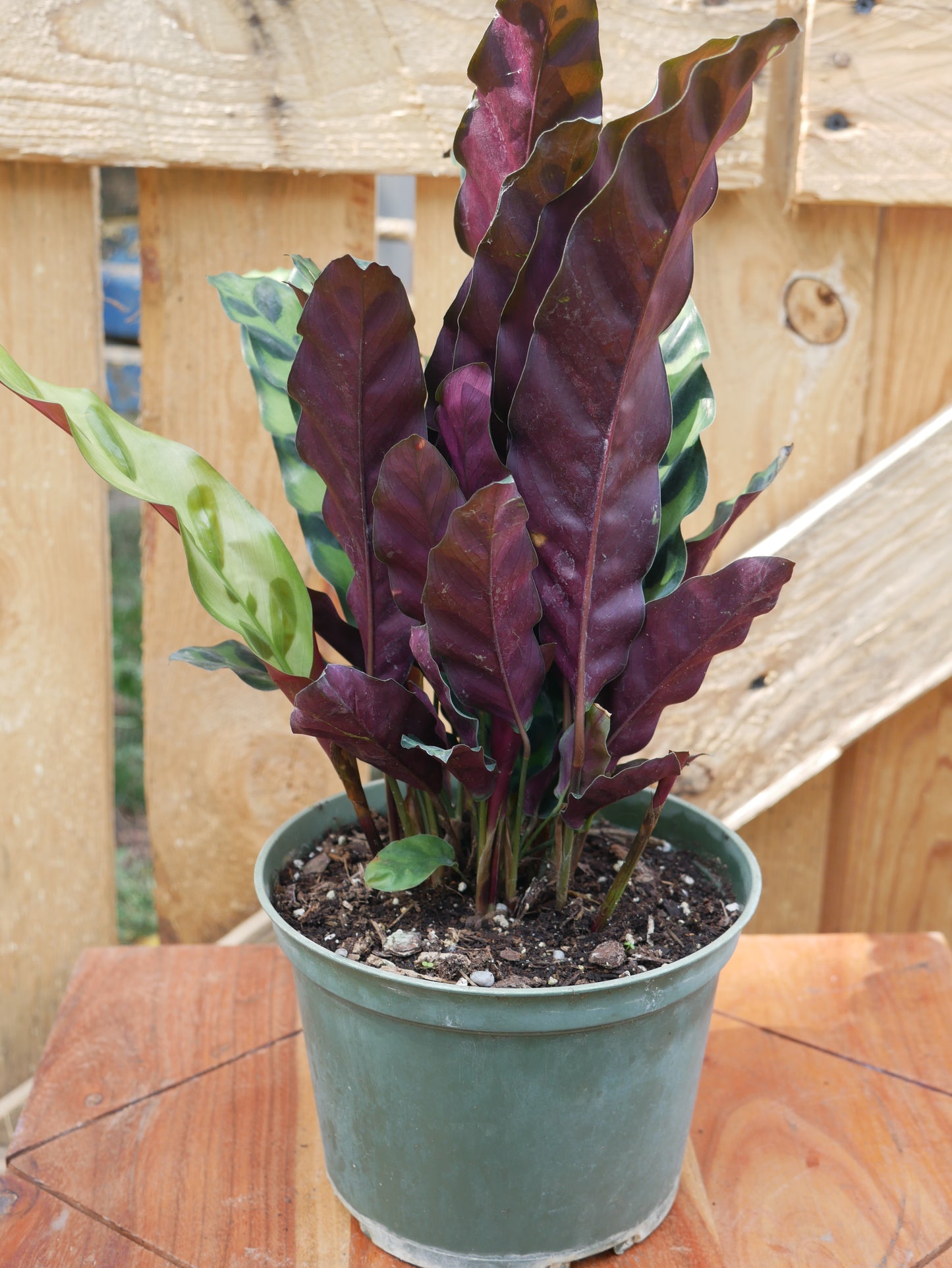 Live Rattlesnake Plant