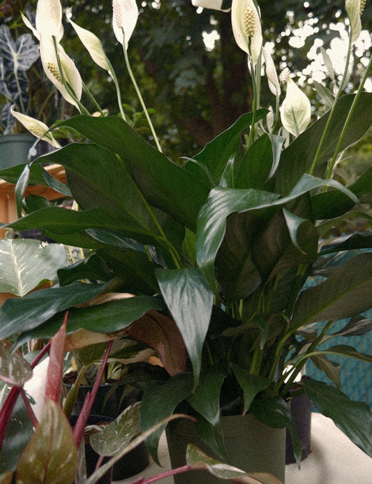 Live Peace Lily