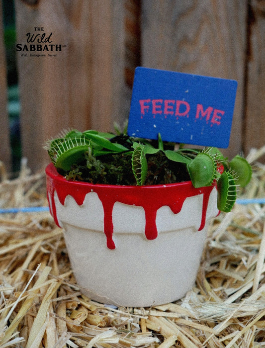 Live Halloween Venus Fly Trap