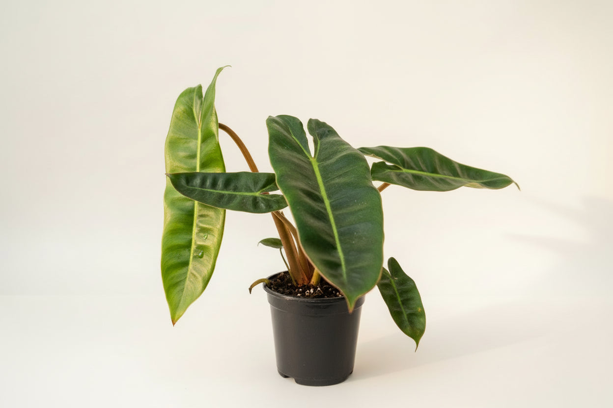 Live Billietiae Philodendron