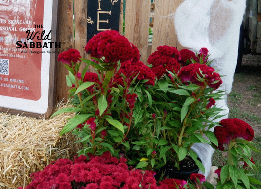 Live Halloween Twisted Brain Celosia