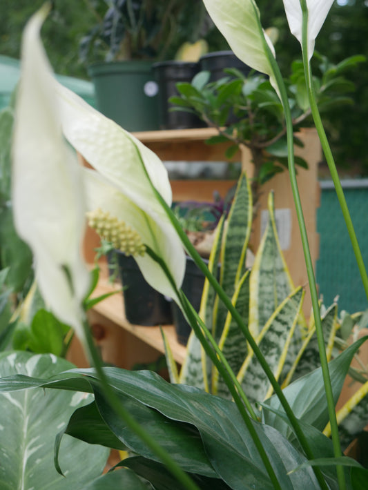 Live Peace Lily